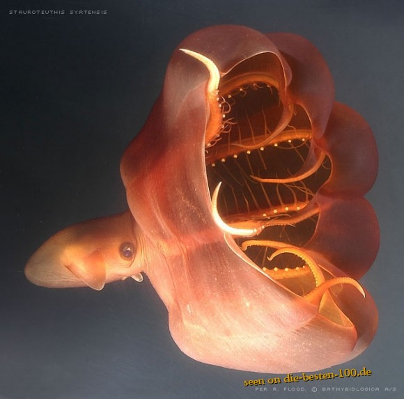 Die besten 100 Bilder in der Kategorie fische_und_meer: stauroteuthis syrtensis