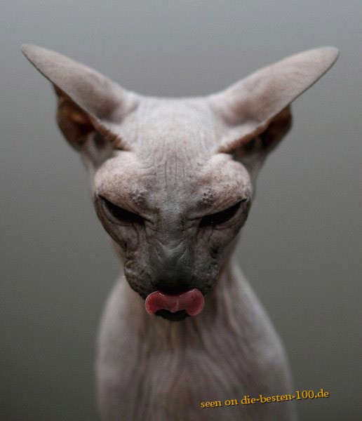 Die besten 100 Bilder in der Kategorie katzen: DÃ¤monen-Katze - evil Cat