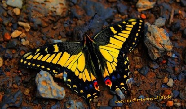 Die besten 100 Bilder in der Kategorie insekten: SchÃ¶ner prÃ¤chtiger Schmetterling