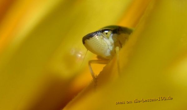 Die besten 100 Bilder in der Kategorie insekten: Unbekanntes Insekt
