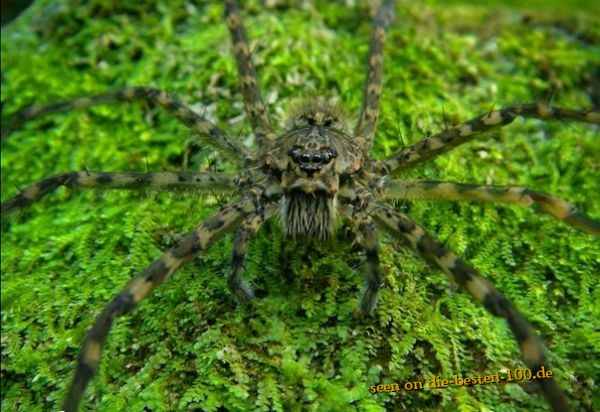 Die besten 100 Bilder in der Kategorie spinnentiere: groÃe Spinne auf Moos
