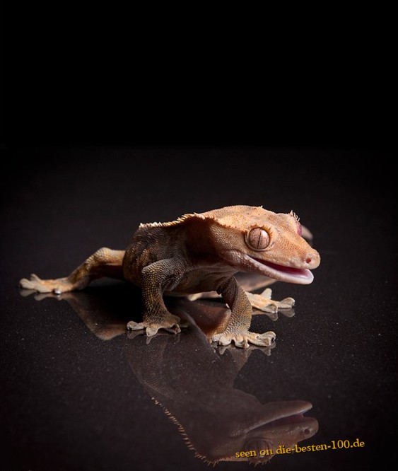 Die besten 100 Bilder in der Kategorie reptilien: Gecko