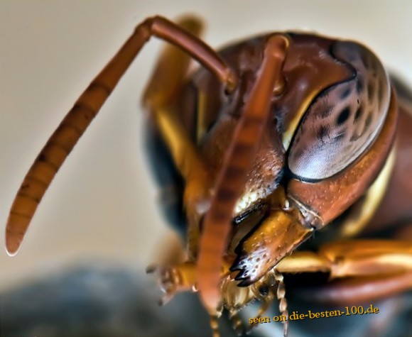 Die besten 100 Bilder in der Kategorie insekten: Ameise  oder Wespe