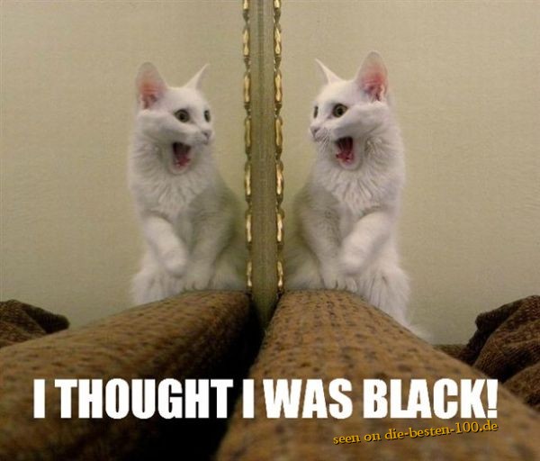 Ich dachte Ich wÃ¤re Schwarz - Katze Spiegelbild