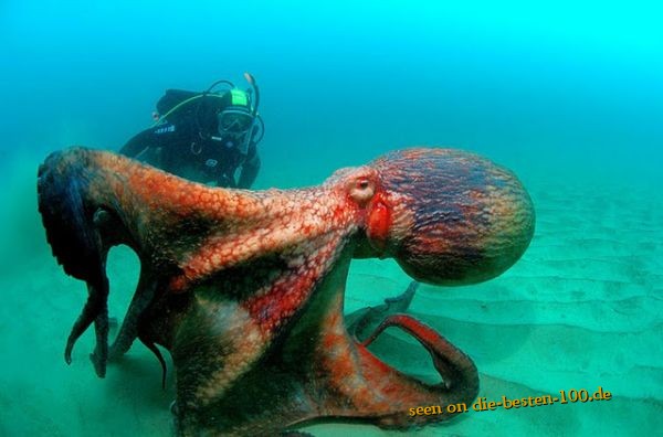 Die besten 100 Bilder in der Kategorie fische_und_meer: Riesen Octopus mit Taucher