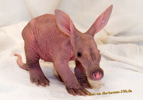 Die besten 100 Bilder in der Kategorie tiere: Amani das Erdferkel-Baby vom Detroit Zoo