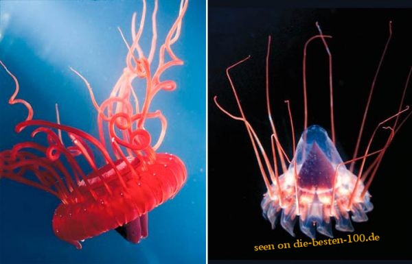 Die besten 100 Bilder in der Kategorie fische_und_meer: Atolla & Periphilla Jellyfish