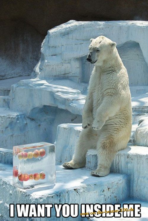Die besten 100 Bilder in der Kategorie tiere: Geduld! - EisbÃ¤r wartet bis das Eis schmilzt