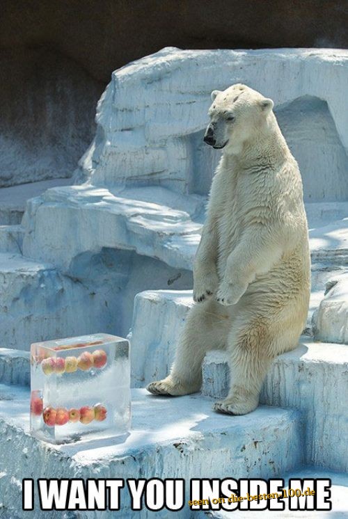 Geduld! - EisbÃ¤r wartet bis das Eis schmilzt