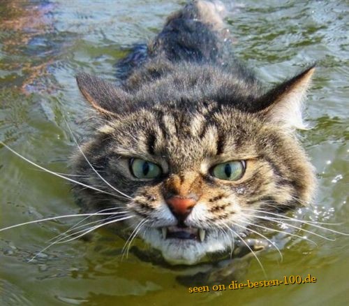 Die besten 100 Bilder in der Kategorie katzen: Muschi komm, Mieze Mieze - WÃ¼tende Katze