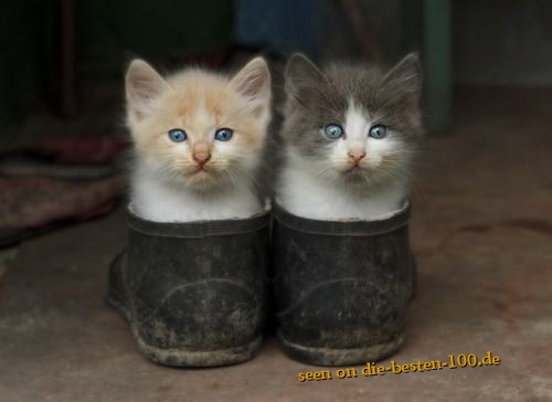 Baby-Katzen in Schuhen