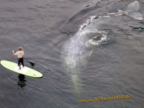 Surfer und Wal - erstaunliches Photo 