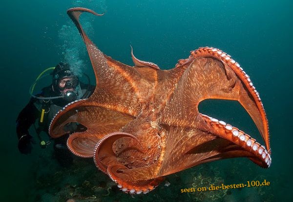 Giant Pacific Octopus Doflein