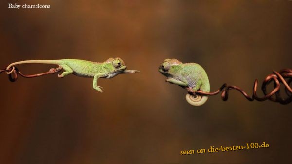 Die besten 100 Bilder in der Kategorie reptilien: Baby Chameleons