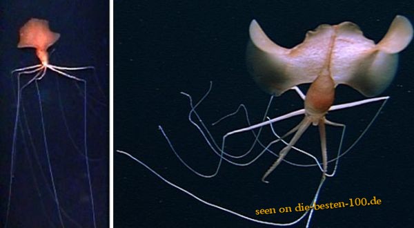 Die besten 100 Bilder in der Kategorie fische_und_meer: Magnapinna squid