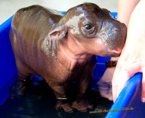 Die besten 100 Bilder in der Kategorie tiere: Monifa the Pygmy Hippo from Taronga Zoo