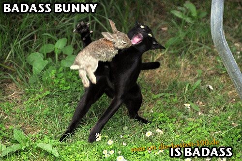 Die besten 100 Bilder in der Kategorie tiere: Badass Bunny is Badass