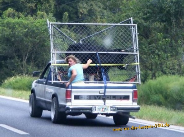 Die besten 100 Bilder in der Kategorie transport: Bull Transport on Pickup