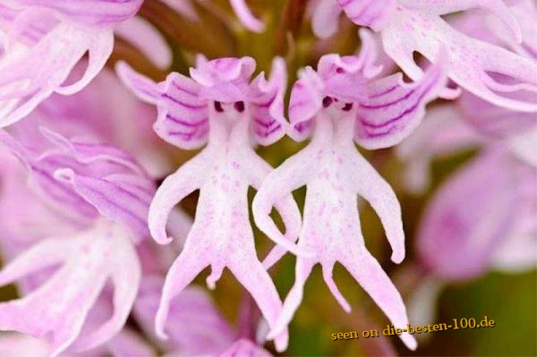 Die besten 100 Bilder in der Kategorie natur: The flower heads of the Mediterranean orchid Orchis italica