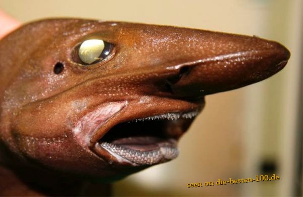 The Iceland catshark