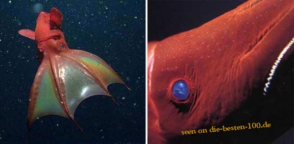 Die besten 100 Bilder in der Kategorie fische_und_meer: Vampire Squid