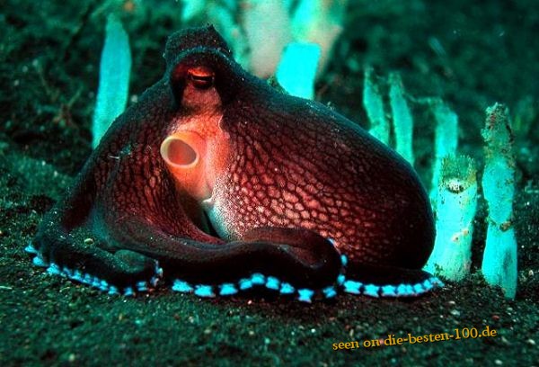 Die besten 100 Bilder in der Kategorie fische_und_meer: Veined Octopus