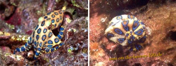 Die besten 100 Bilder in der Kategorie fische_und_meer: Veined octopus - Octopus marginatus