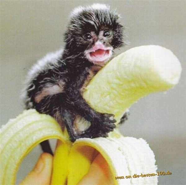 Die besten 100 Bilder in der Kategorie tiere: Thats mine - Baby-Monkey on Banana