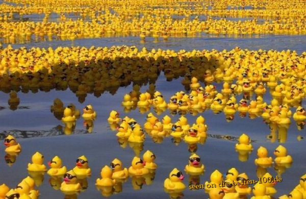 Bath Duck Epidemic
