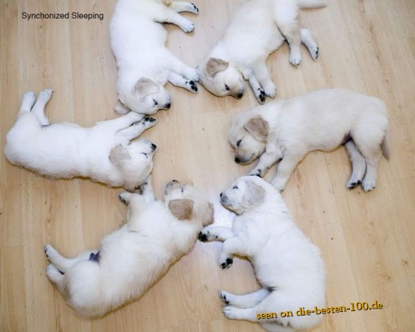 Die besten 100 Bilder in der Kategorie hunde: Synchronized Sleeping - Dog Babies Sleeping