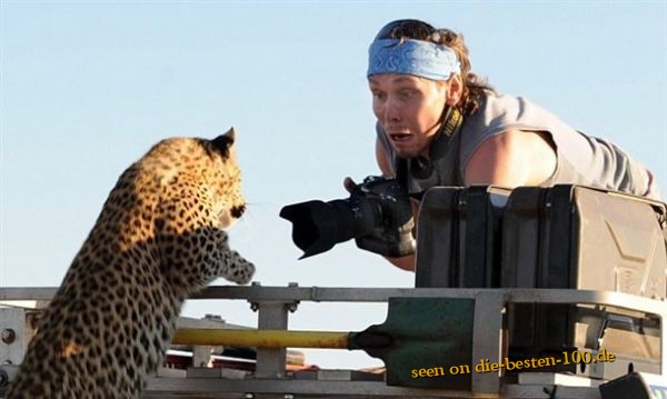 Die besten 100 Bilder in der Kategorie shit_happens: Die will nur schmusen - Leopard Attack