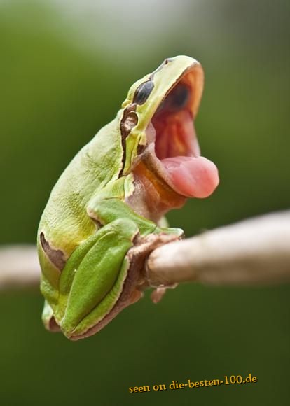 Die besten 100 Bilder in der Kategorie amphibien: GrÃ¼ner MÃ¼der Frosch