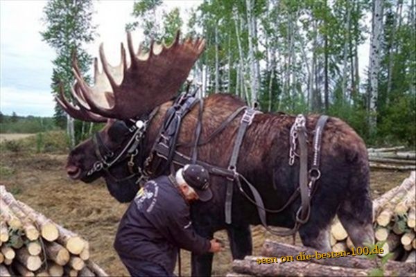 Die besten 100 Bilder in der Kategorie tiere: Big Elk Working