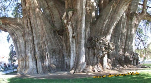 Die besten 100 Bilder in der Kategorie baeume: Fetter Riesen Baum