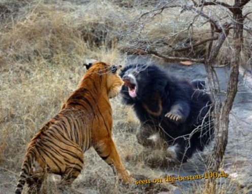 Die besten 100 Bilder in der Kategorie tiere: BÃ¤r gegen Tiger Kampf