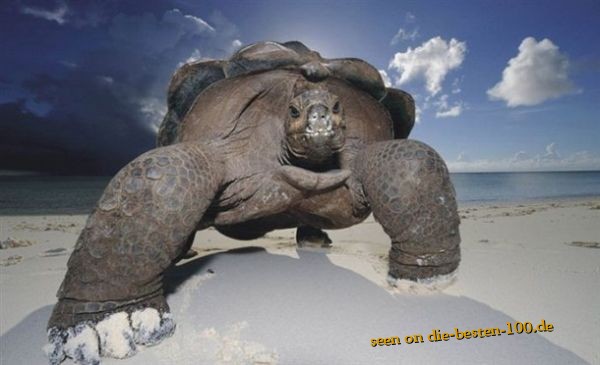 Die besten 100 Bilder in der Kategorie reptilien: Urzeit-Monster greift an - Riesen-SchildkrÃ¶te am Strand