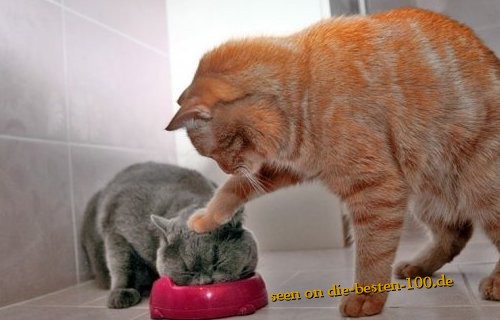 Die besten 100 Bilder in der Kategorie katzen: Nimm das, MiststÃ¼ck - Katze tunkt Katze