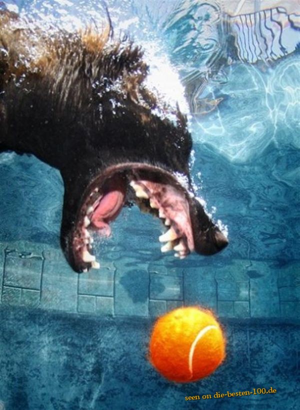 Die besten 100 Bilder in der Kategorie hunde: Unterwasser Hund