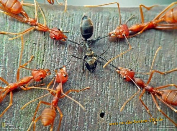 Die besten 100 Bilder in der Kategorie insekten: Schlechte Aussichten - Ameisen Vierteilung