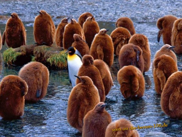 Die besten 100 Bilder in der Kategorie voegel: Junge Pinguine