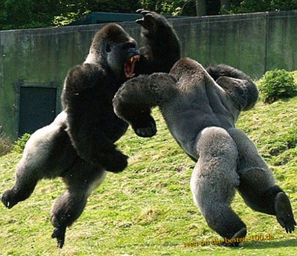 Die besten 100 Bilder in der Kategorie tiere: Gorillas SilberrÃ¼cken Kampf