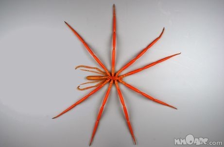 Die besten 100 Bilder in der Kategorie tiere: Krabbe, Spinne