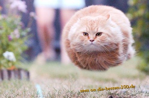 Die besten 100 Bilder in der Kategorie katzen: Perfekt timed Photo - Flying Cat