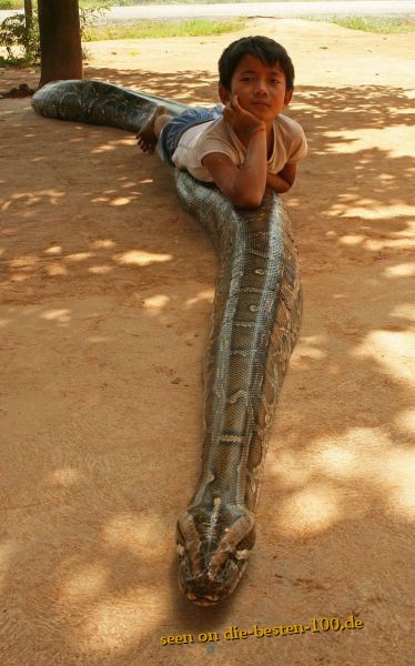 Keine Angst vor Schlange Kaa