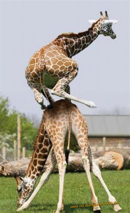 Die besten 100 Bilder in der Kategorie tiere: Giraffen Bockspringen