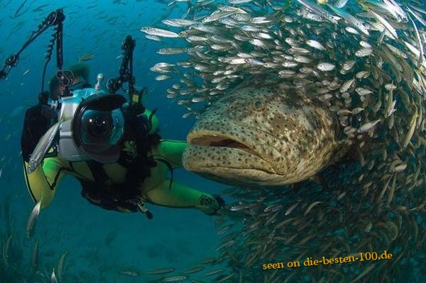 Die besten 100 Bilder in der Kategorie fische_und_meer: Riesen Karpfen und sein Gefolge