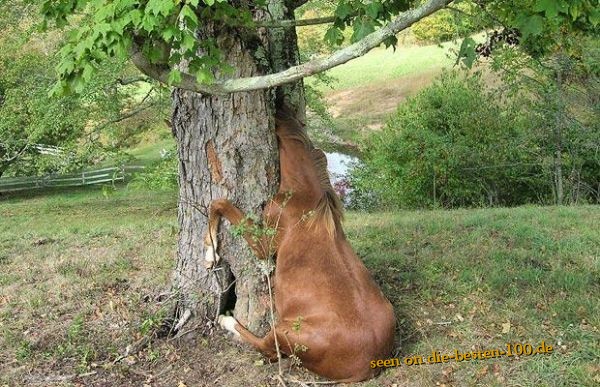 Die besten 100 Bilder in der Kategorie tiere: Geheimes Versteck - WTF - Pferd im Baum