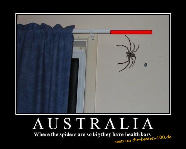 Die besten 100 Bilder in der Kategorie spinnentiere: Health Bar Spider