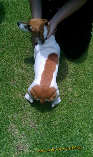 Hunde-SCHWANZ riesig !!!