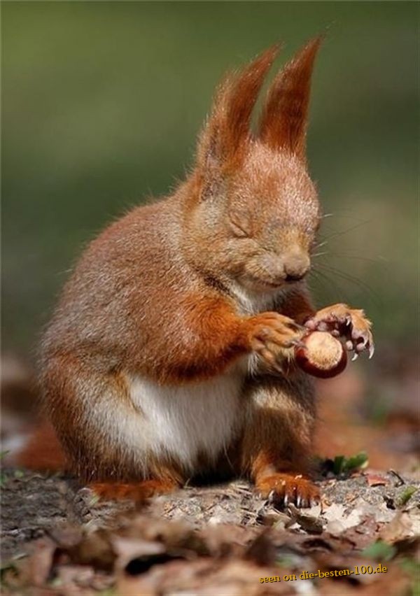 Zauberer EichhÃ¶rnchen hat die Macht